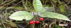 矮地茶别名