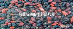 桑葚成熟的季节是几月