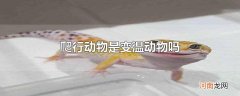 爬行动物是变温动物吗