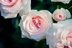 保险不想买了怎么可以降低损失 保险交了三年不想交了怎么办