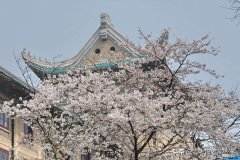 2020年武汉大学录取分数线一览表