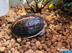 乌龟偶尔发出噗噗声的原因 乌龟叫唤是怎么回事不爱吃饭