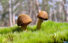 水瓶座的符号代表什么