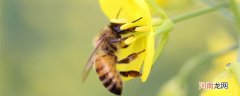 制造蜂蜡的是哪种蜜蜂 蜂蜡是什么蜜蜂制作的
