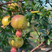 十个做早餐九个失败的早餐 早餐的三大原则