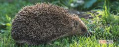 刺猬吃什么食物 刺猬吃什么食物?