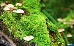 综艺类电视节目策划案模板 综艺节目策划案格式模板