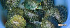甲鱼乌龟王八鳖的区别 甲鱼乌龟王八鳖有什么区别