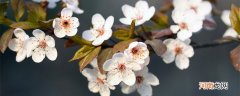 合肥哪里可以看樱花 合肥哪些地方有樱花