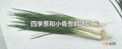 四季葱和小香葱的区别