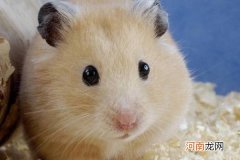 金丝熊怎么养才亲近你 金丝熊可以群养吗