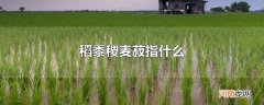稻黍稷麦菽指什么