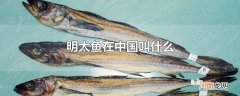 明太鱼在中国叫什么