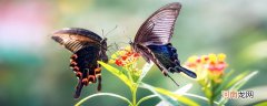 蛾和蝶的区别 蛾和蝶的区别有哪些