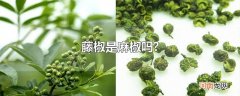 藤椒是麻椒吗?