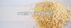 小米属于大米的一种吗?