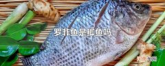 罗非鱼是鲫鱼吗