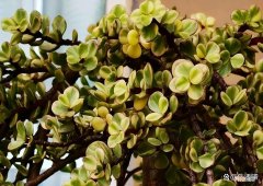 玉树怎么养才能更旺盛开花 玉树的养殖方法和注意事项