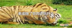 老虎除了吃肉还吃什么