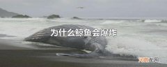 为什么鲸鱼会爆炸