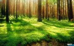 小学二年级下册古诗词 小学语文二年级下册古诗词