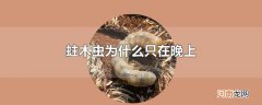 蛀木虫为什么只在晚上