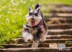 雪拉瑞狗狗图片纯种价格 雪纳瑞狗狗一般多少钱一只