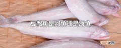 豆腐鱼是河鱼还是海鱼