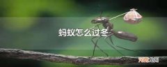 蚂蚁怎么过冬