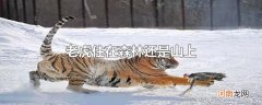 老虎住在森林还是山上