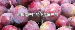 西梅是进口的还是国产的