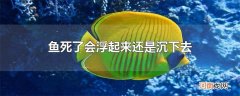 鱼死了会浮起来还是沉下去