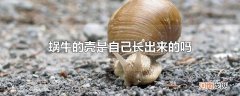 蜗牛的壳是自己长出来的吗