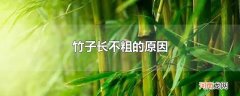 竹子长不粗的原因