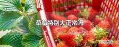 草莓特别大正常吗
