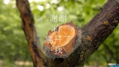 自信的女人最美丽的句子 赞美女人自信优雅的句子