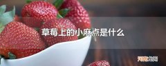 草莓上的小麻点是什么