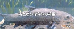 青鱼怎么保存放冰箱里