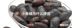 小蚕蛹为什么便宜