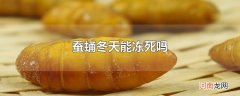 蚕蛹冬天能冻死吗
