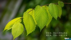 赞美产品质量好的词语 赞美产品质量好的词语长句