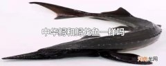 中华鲟和鲟龙鱼一样吗