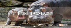迷你小河马是什么动物