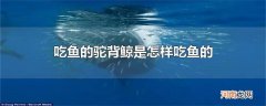 吃鱼的驼背鲸是怎样吃鱼的