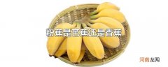 粉蕉是芭蕉还是香蕉