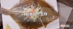 鲽鱼长什么样