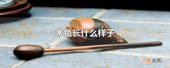 木鱼长什么样子