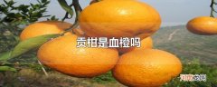 贡柑是血橙吗