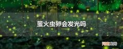 萤火虫卵会发光吗