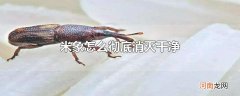 米象怎么彻底消灭干净